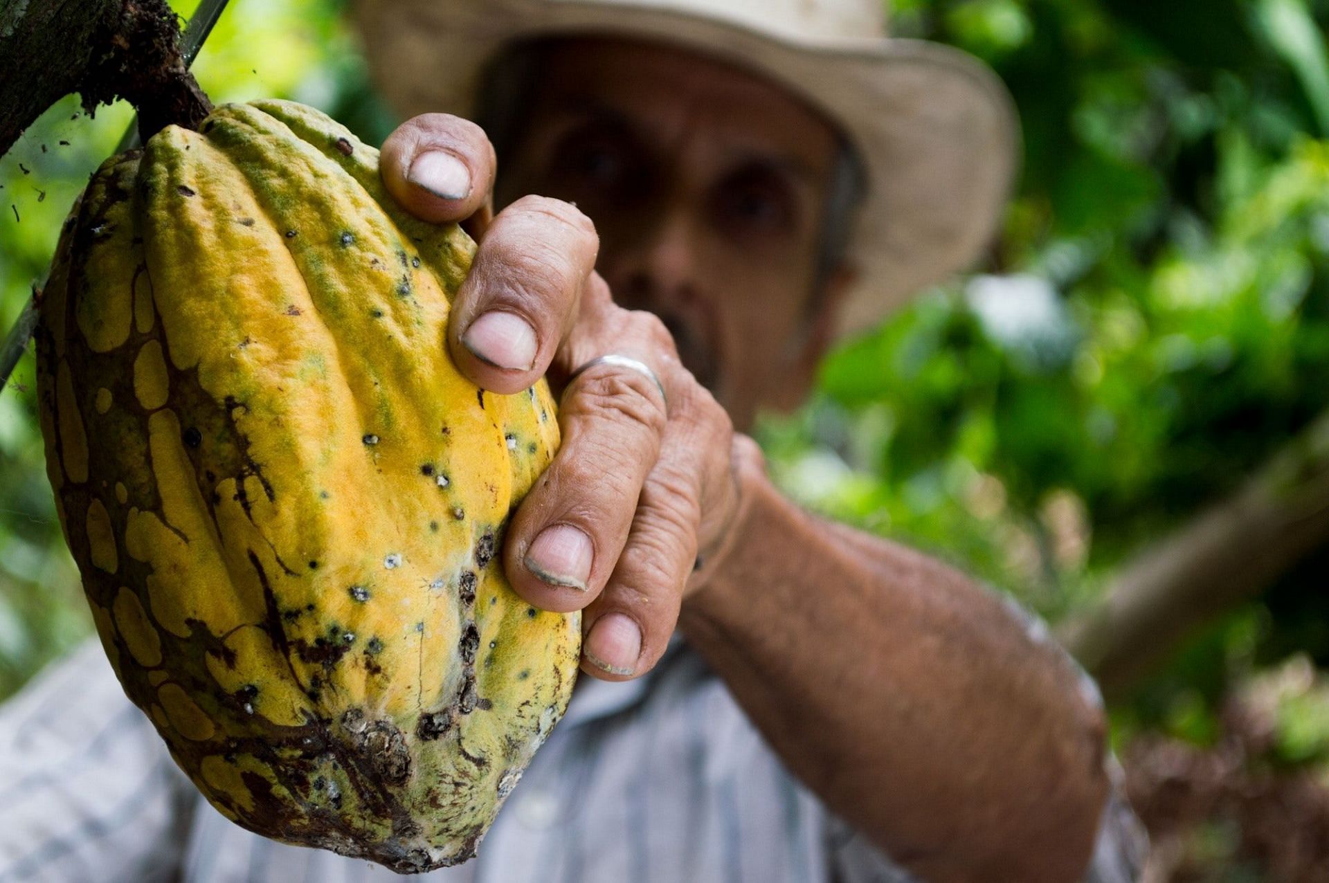 Cacao is known to improve female hormonal balance. (Image via Pexels/ Pixabay)