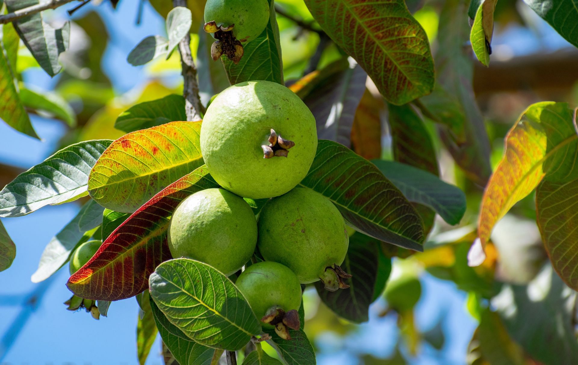 Guava leaves are good for oral health. (Image via Pexels/ Rajesh S Balouria)