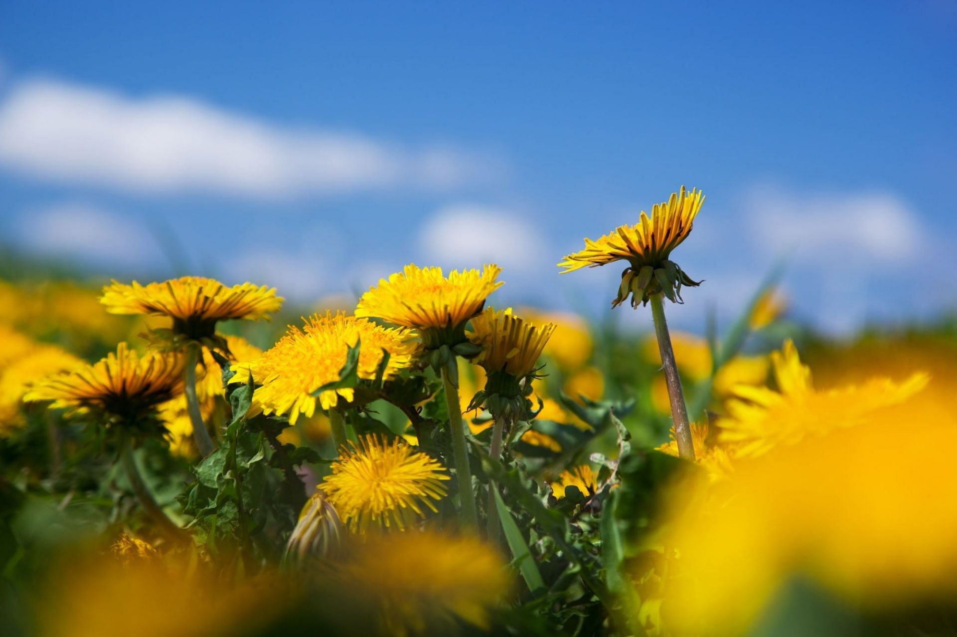 Nutritional value and benefits of dandelion root. (Image via Freepik)