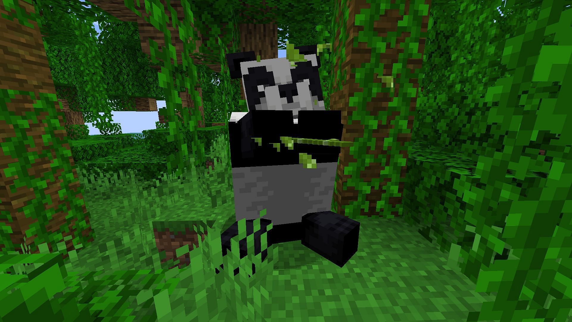 You need to have several conditions to breed panda properly in Minecraft (Image via Mojang)