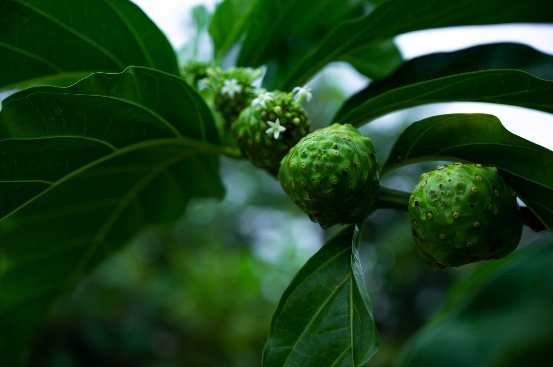 Benefits of Noni Juice: Your Pathway to Radiant Health and Wellness
