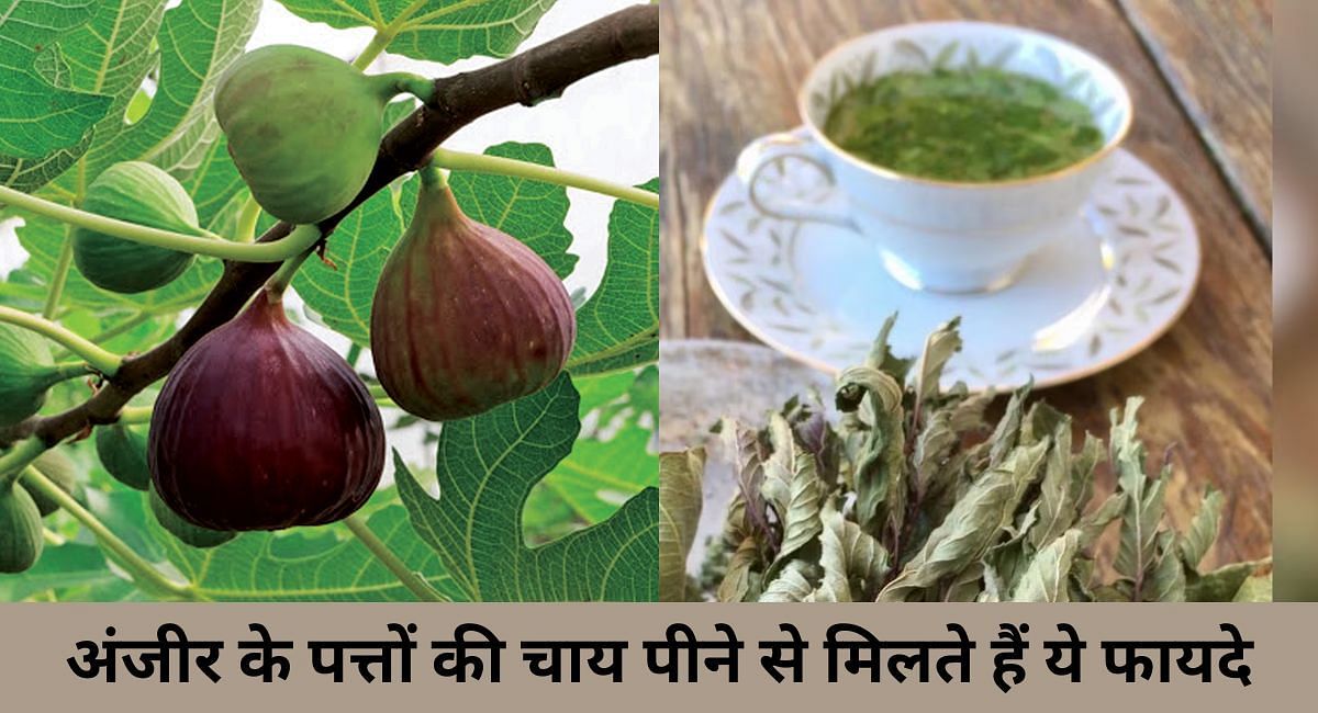 अंजीर के पत्तों की चाय पीने से मिलते हैं ये फायदे(फोटो-Sportskeeda hindi)