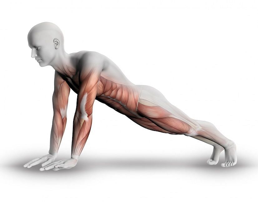 What are the key muscles? (Image via Freepik/Kjpargeter)