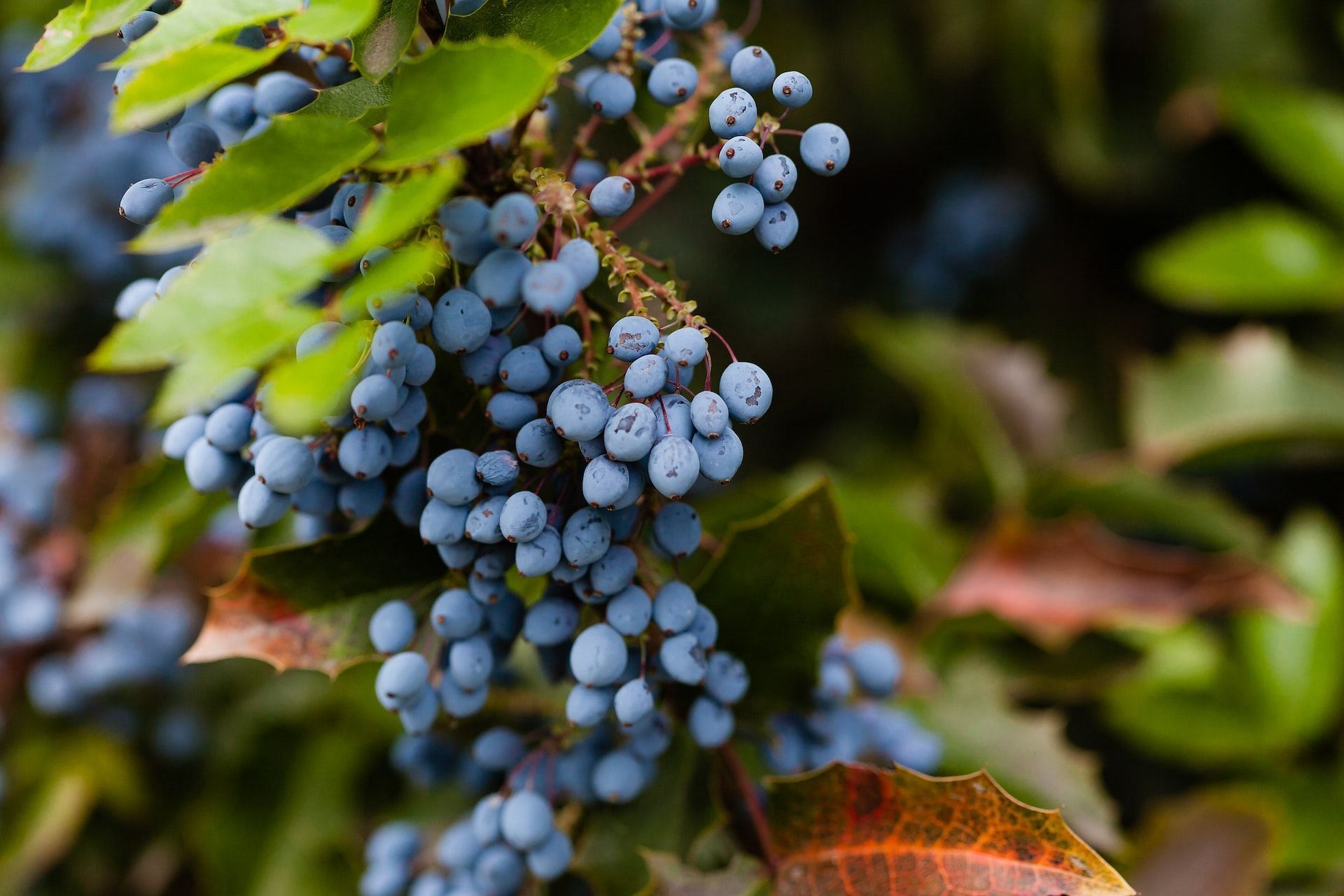Black grapes are an ideal weight-loss fruit. (Image via Pexels/Julia Filirovska)