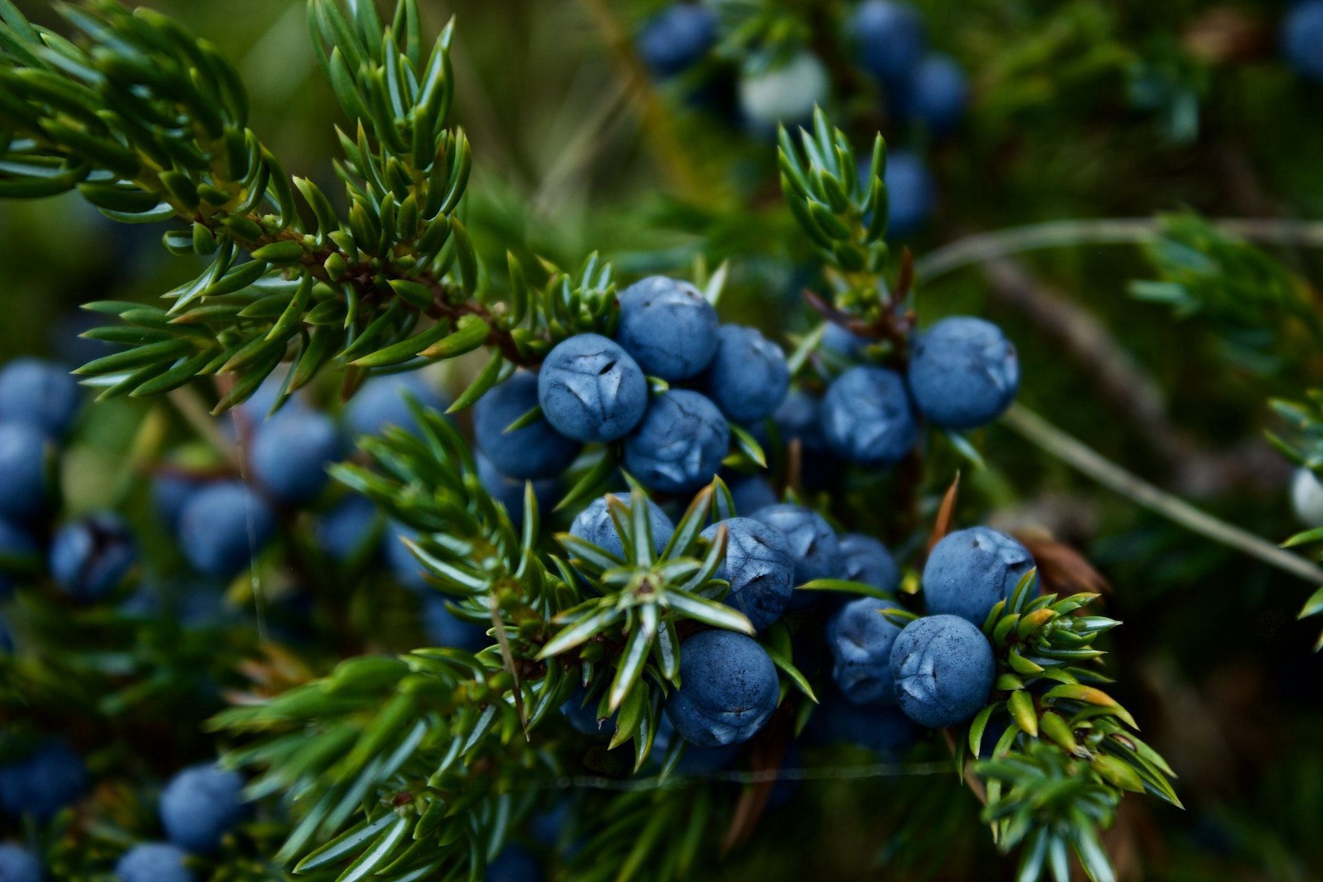 Blueberries promote skin health. (Photo via Pexels/kristen munk)