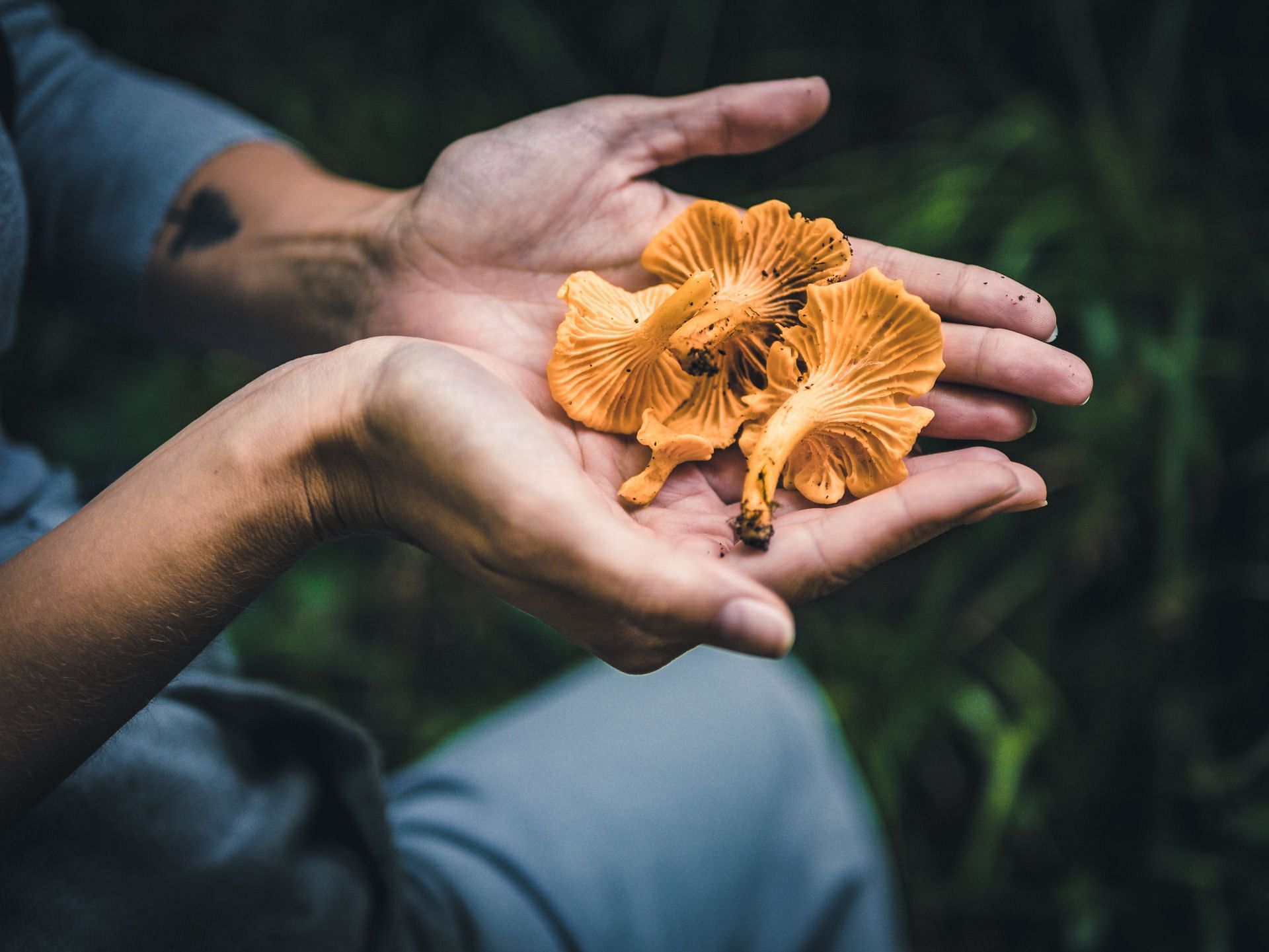 Potential benefits of tremella mushrooms (Image via Pexels / Fabian Wiktor)