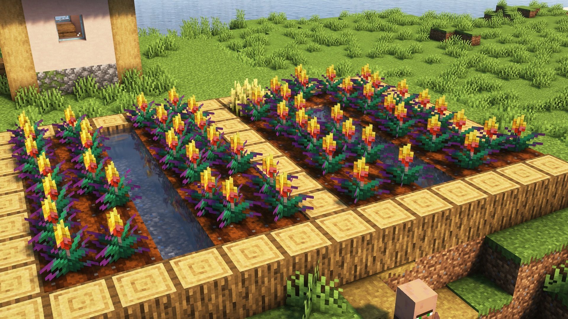 A farm of torchflowers (Image via Mojang)