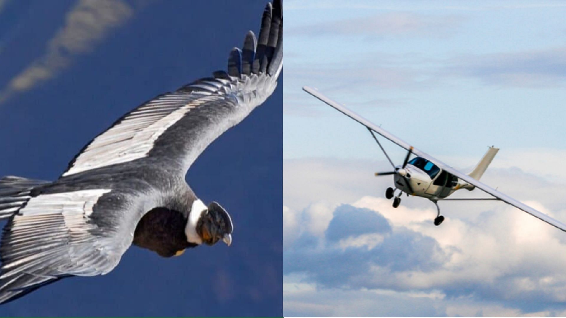 Video of Ecuador pilot remaining calm after bird slams into the cockpit shocks netizens. (Image via Getty Images)