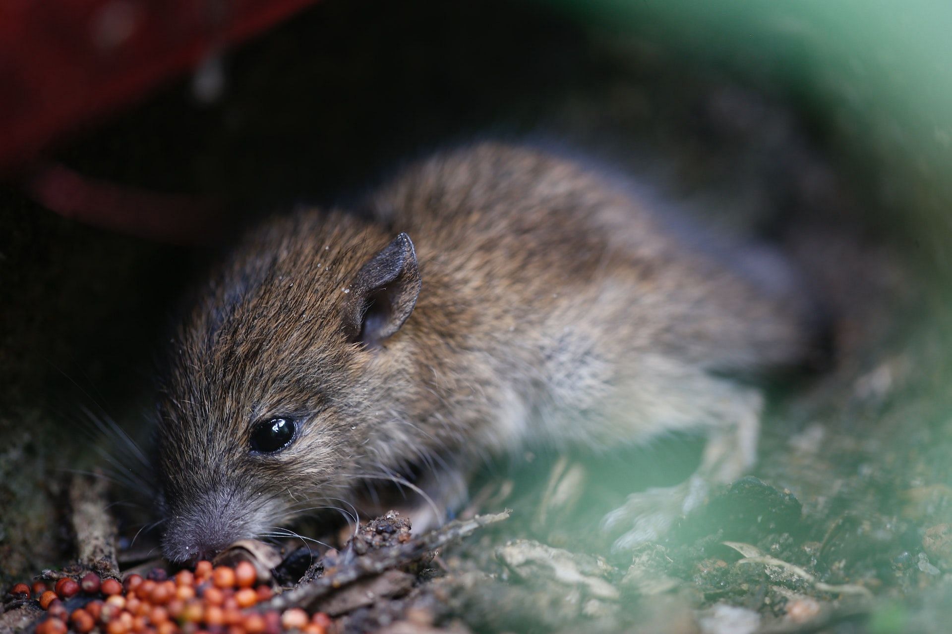 Rat bites can be dangerous. (Photo via Pexels/Devilal P V)