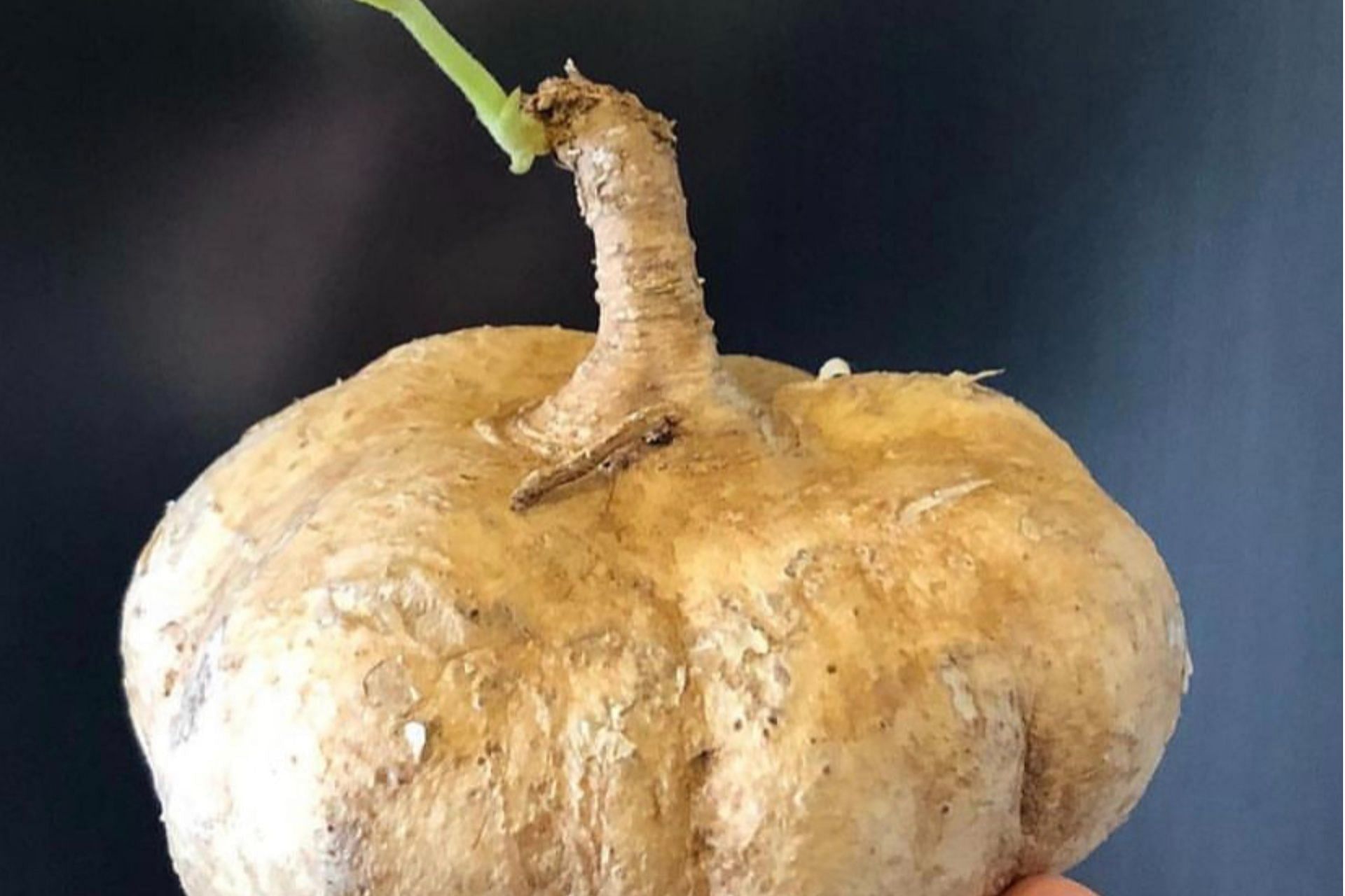 There are numerous health benefits of jicama. (Photo via Instagram/lhylif.verde)