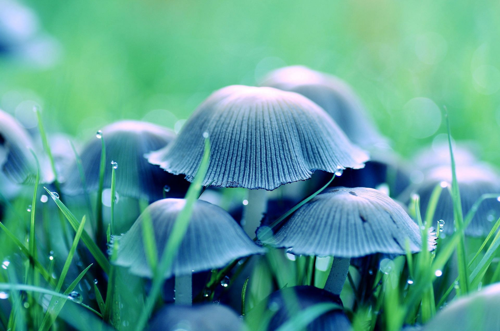 also known as silver ear mushroom (Image via Pexels / Viktor Smith)