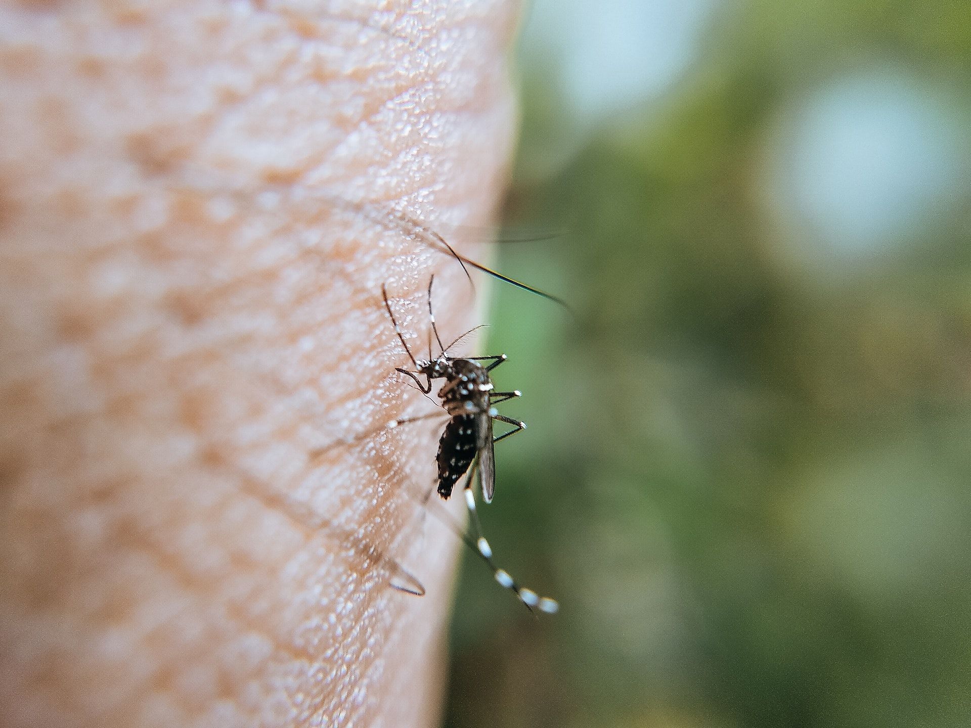 It&#039;s caused by the bite of an infected female Anopheles mosquito. (Image via Pexels/Ravi Kant)