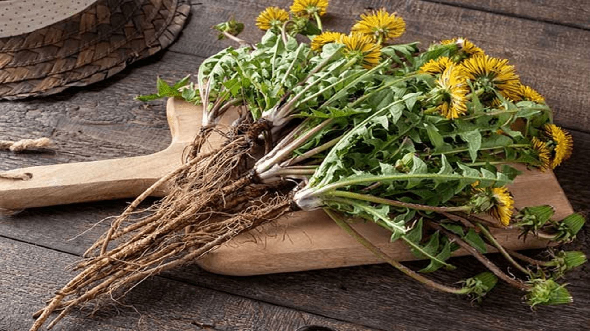 Risks involved in consuming dandelion roots. (Image via Pinterest)