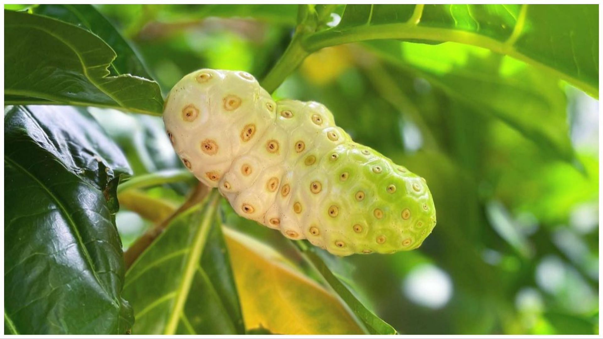 Benefits of noni juice - It improves digestion. (Image via Instagram)