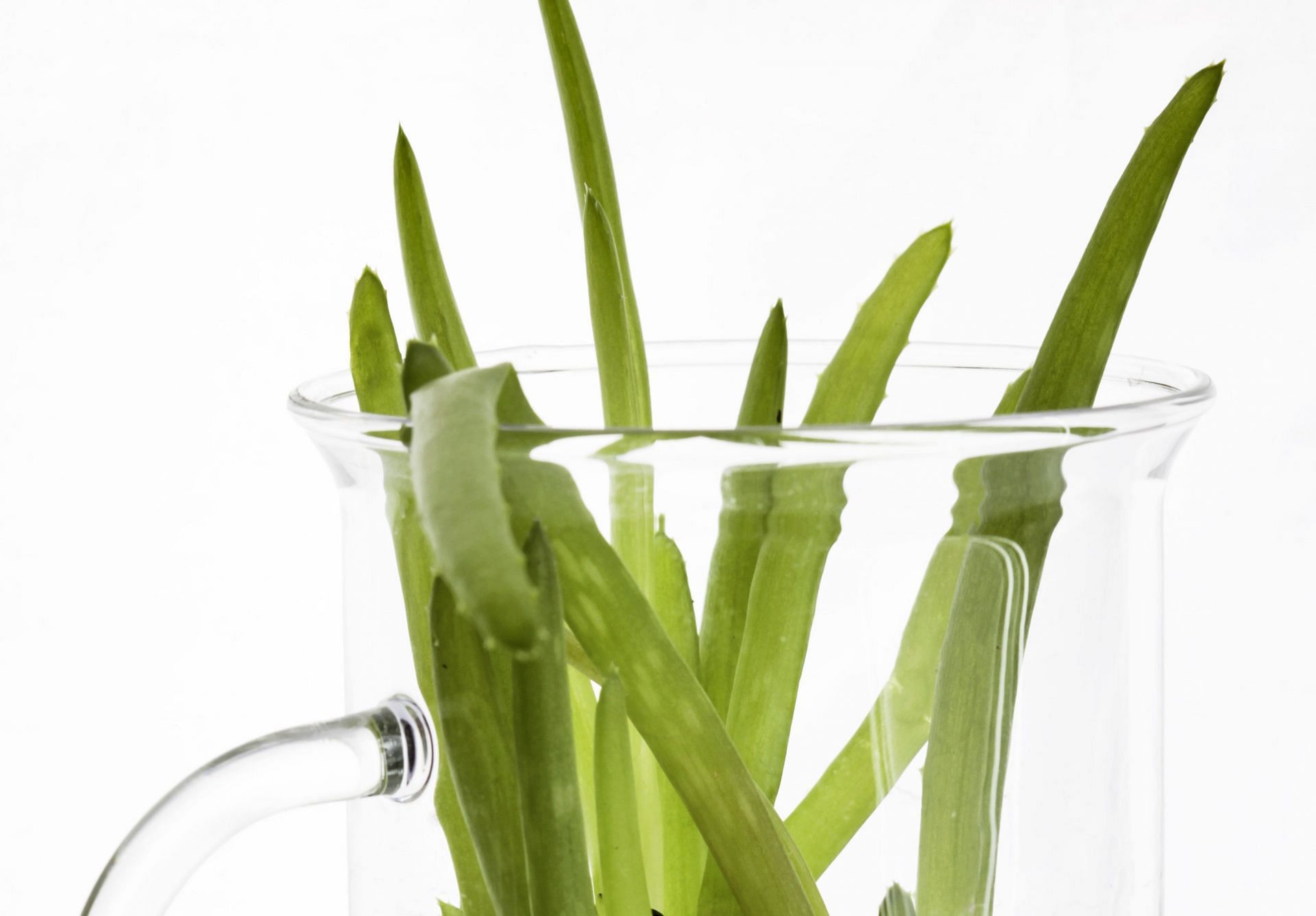Embrace the use of this natural remedy and reap the year-round benefits of aloe vera juice for hair. (Kristiana Pinne/ Pexels)