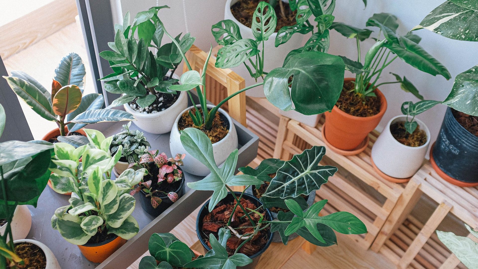 Indoor plants improve concentration. (Photo via Pexels/Huy Phan)