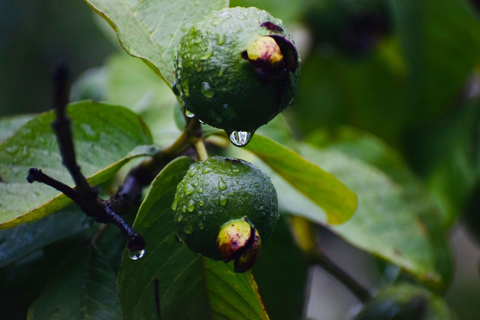 Guava leaves help in treating digestive issues. (Image via Unsplash/ Usha Kiran)