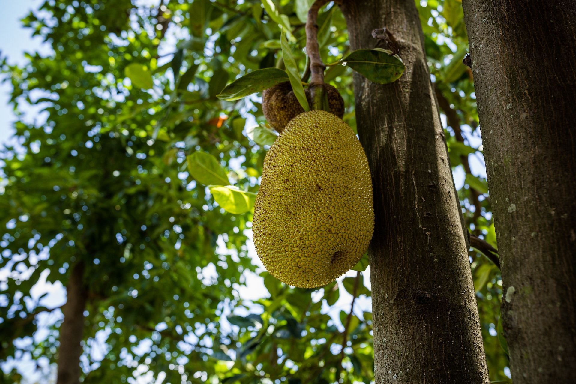 People who are allergic to birch pollen should avoid jackfruits. (Image via Pexels/Antony Trivet)