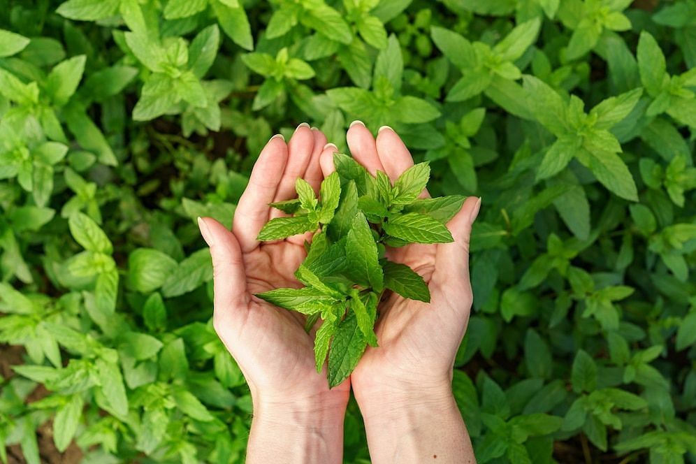 How this herb benefits health? (Image via Freepik/Arthurhidden)