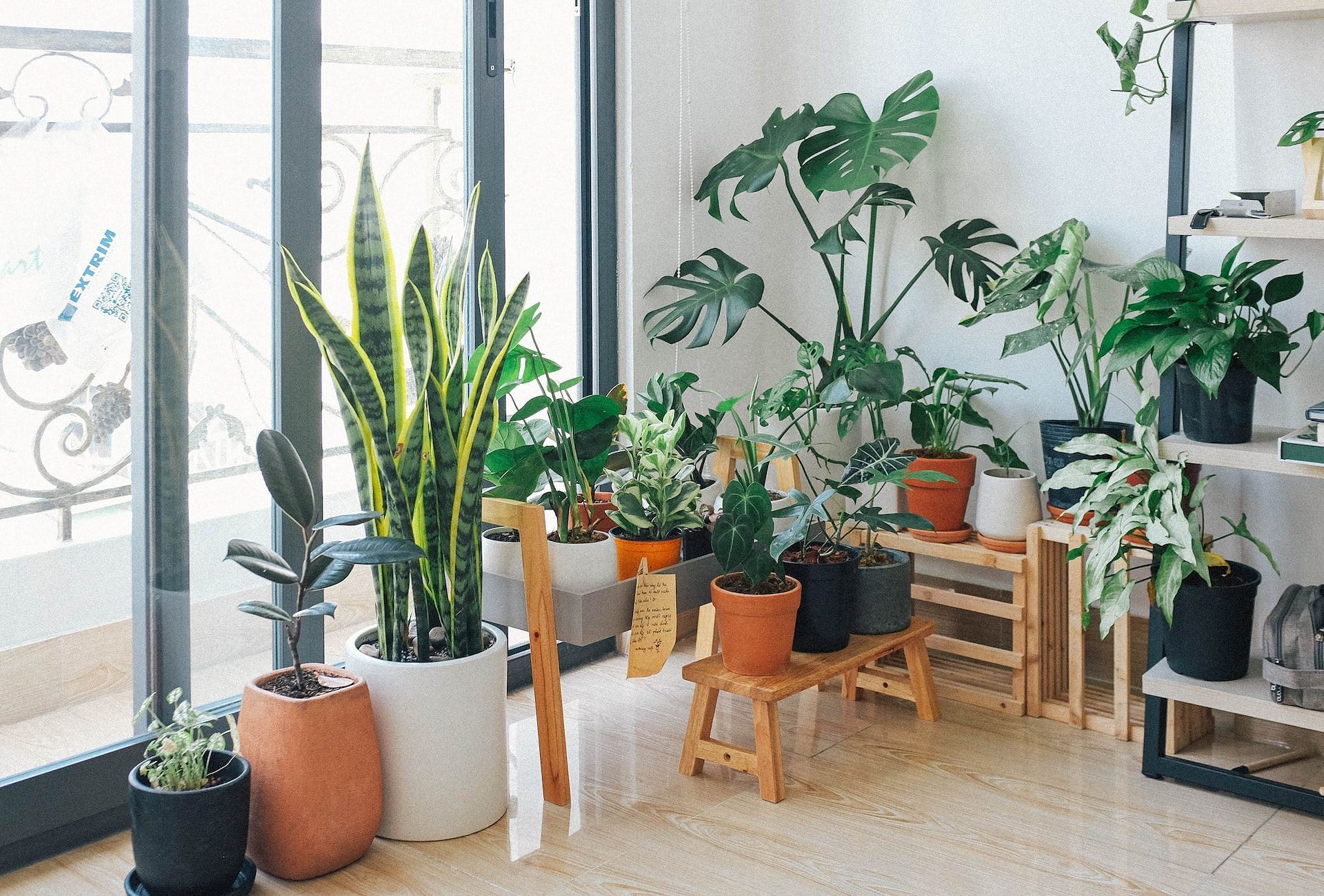 Houseplants offer numerous health benefits. (Photo via Pexels/Huy Phan)