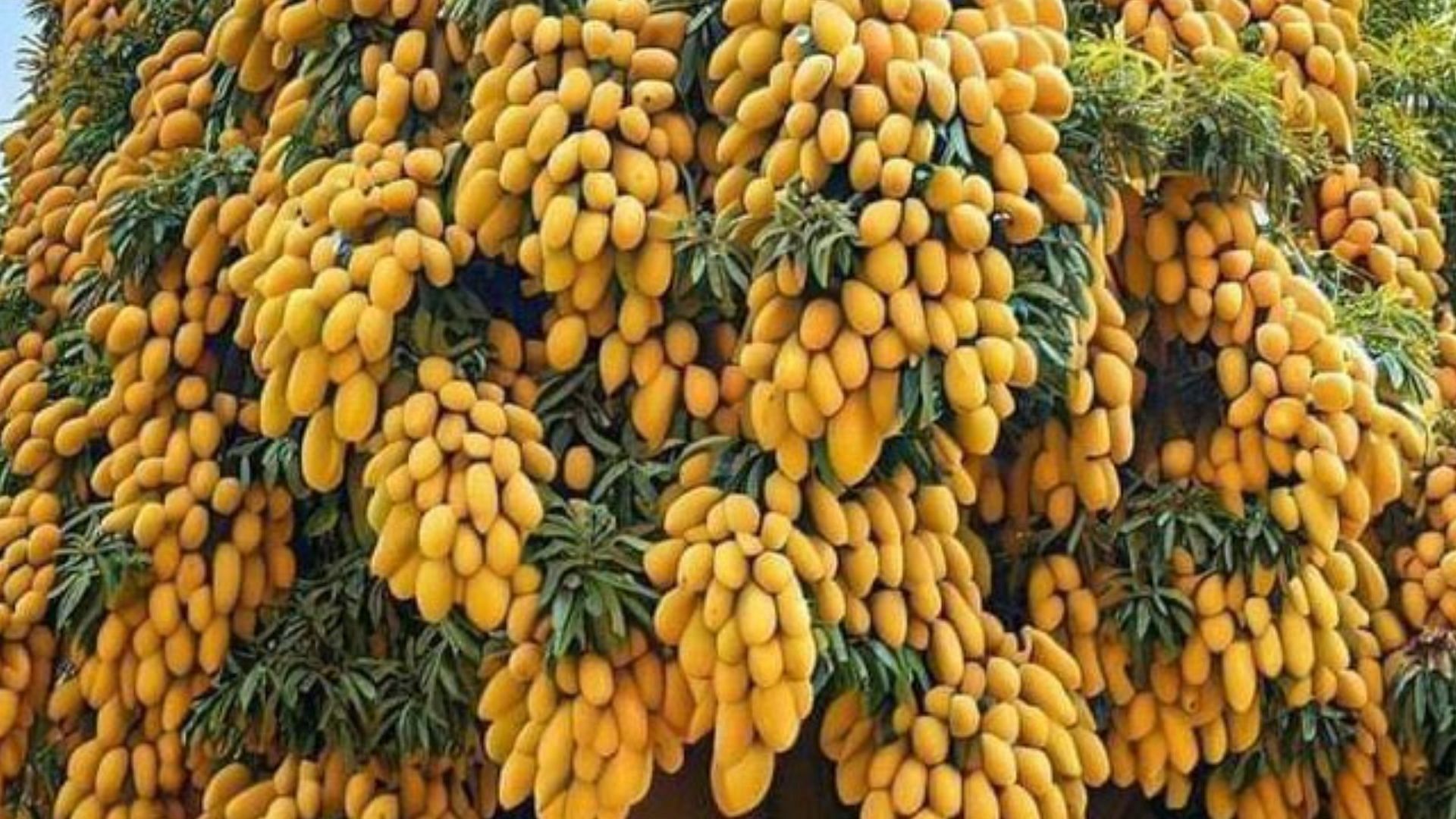 mango tree photo