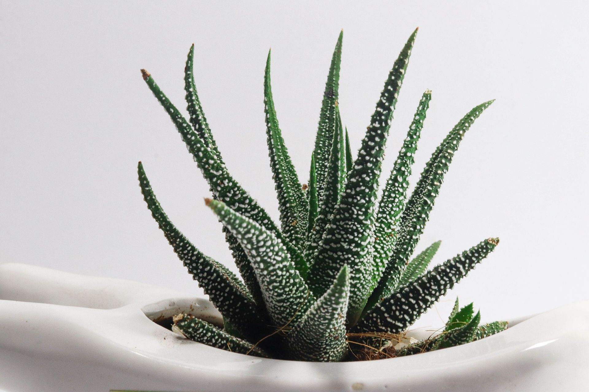 Exploring the Versatile Health Benefits of Aloe Vera