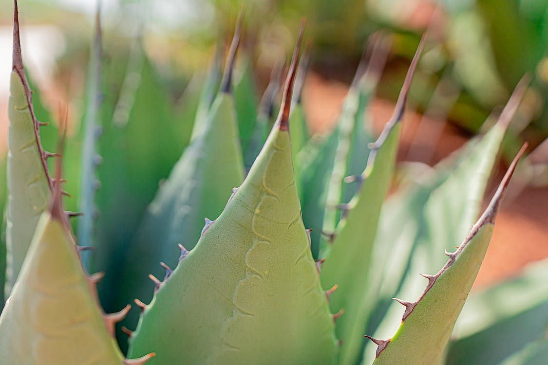 Aloe vera juice for hair has gained recognition as a potent remedy for hair growth (Castorly Stock/Pexels)