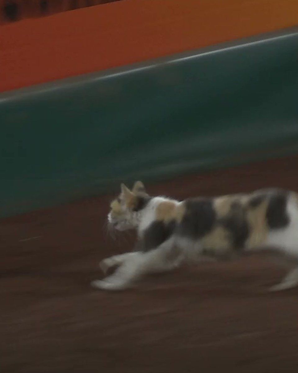 MLB, Cat