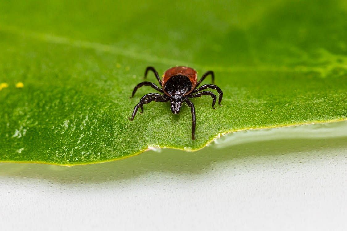 As the lone star tick&#039;s range extends, more people may be exposed to the syndrome.(Erik Karits/Pexels)