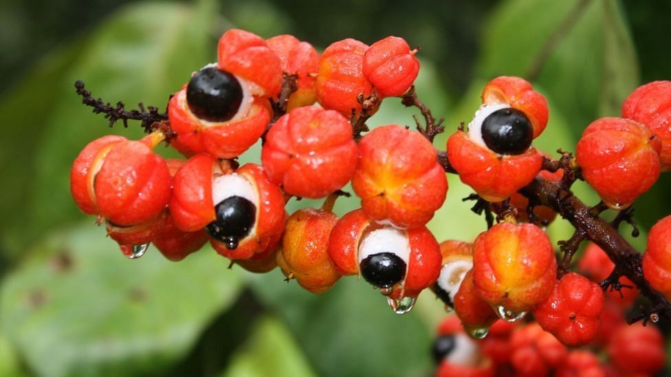 Guarana (Image via Getty Images)