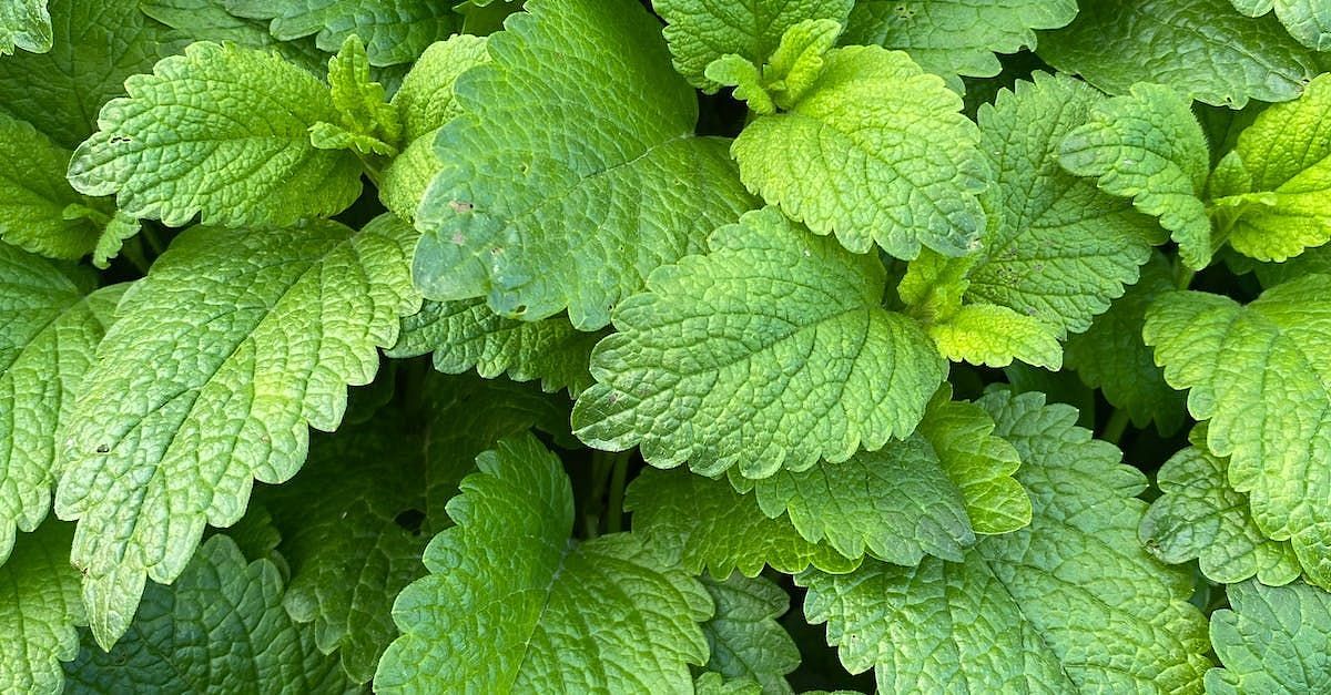 Lemon Balm (Image source/ Pexels)