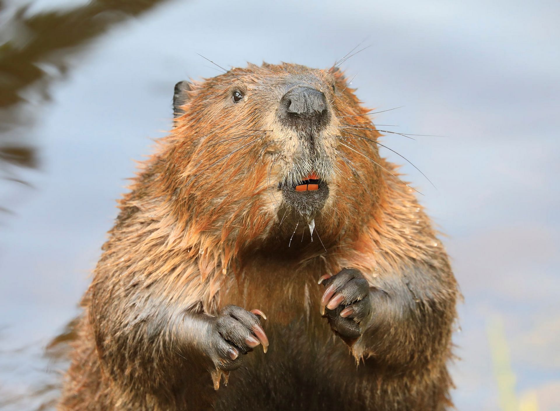 An angry beavers attacks a young girl in Lake Lanier while swimming (Image via Google)