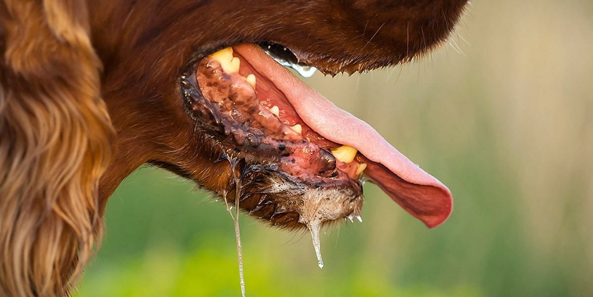 Dogs and other animals can transmit the disease (Image via Getty Images)