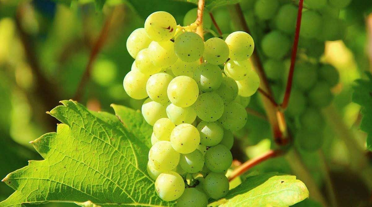Grapes (Image via Getty Images)