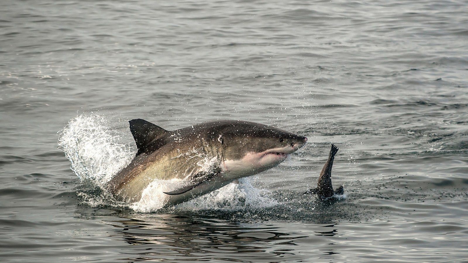 Shark Bite Capital New Smyrna Beach also a place to return the favor