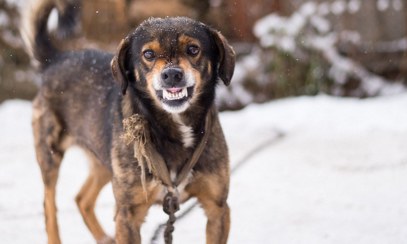 Dogs can transmit the virus (Image via Getty Images)