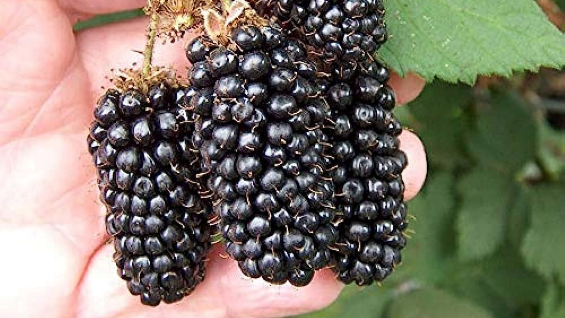 ब्लैकबेरी (प्रति 100 ग्राम 43 कैलोरी)