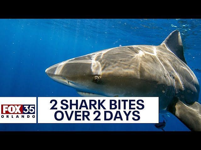 How to avoid a shark attack? Second strike reported in Florida's Smyrna ...