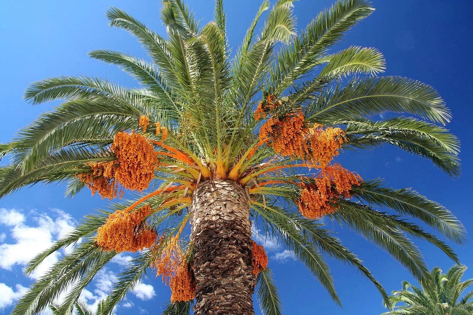 Date palm fruit (Image via Getty Images)