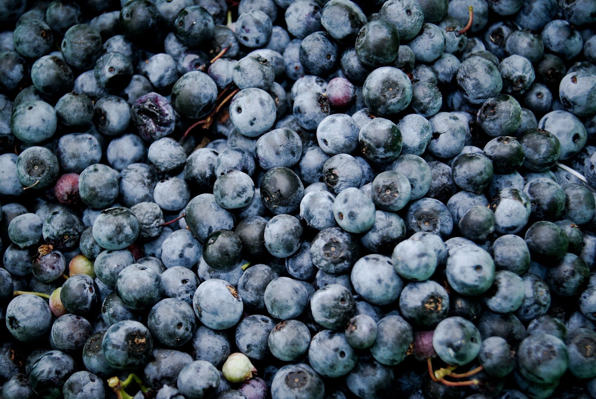 The largest producer of blueberries (Image via Unsplash / Syd Wachs)