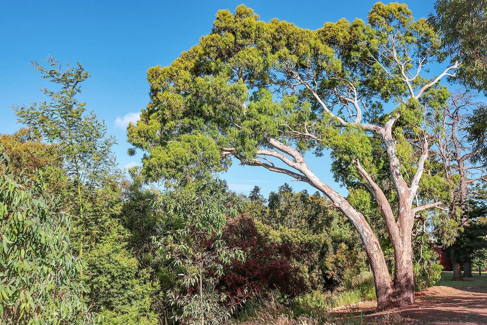 Eucalyptus trees (Image via Getty Images)