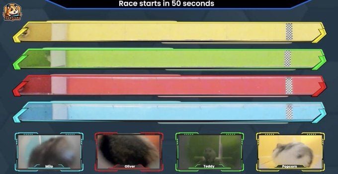 Twitch Chat Races What is hamster race betting? Twitch livestream leaves the online ...