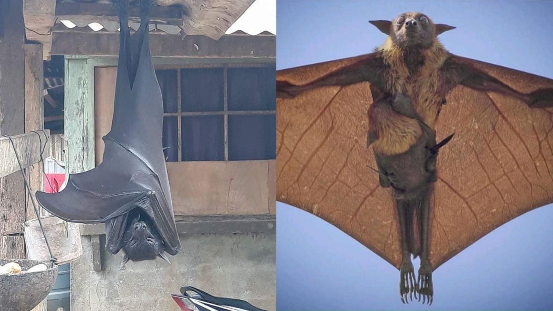 flying fox bat next to human