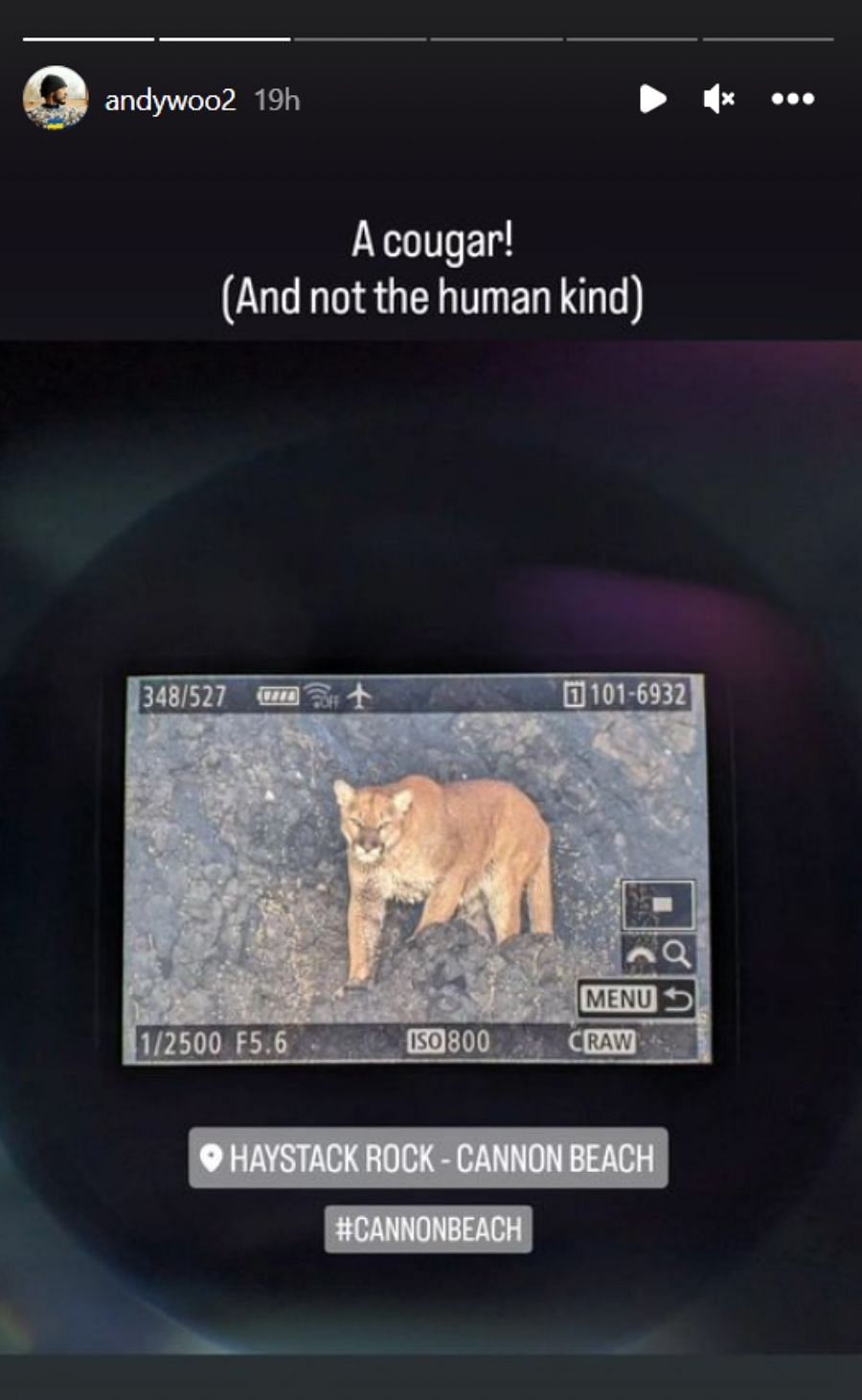 Photo of the mountain lion captured by Andy Woo (Image via Instagram/@andywoo2)