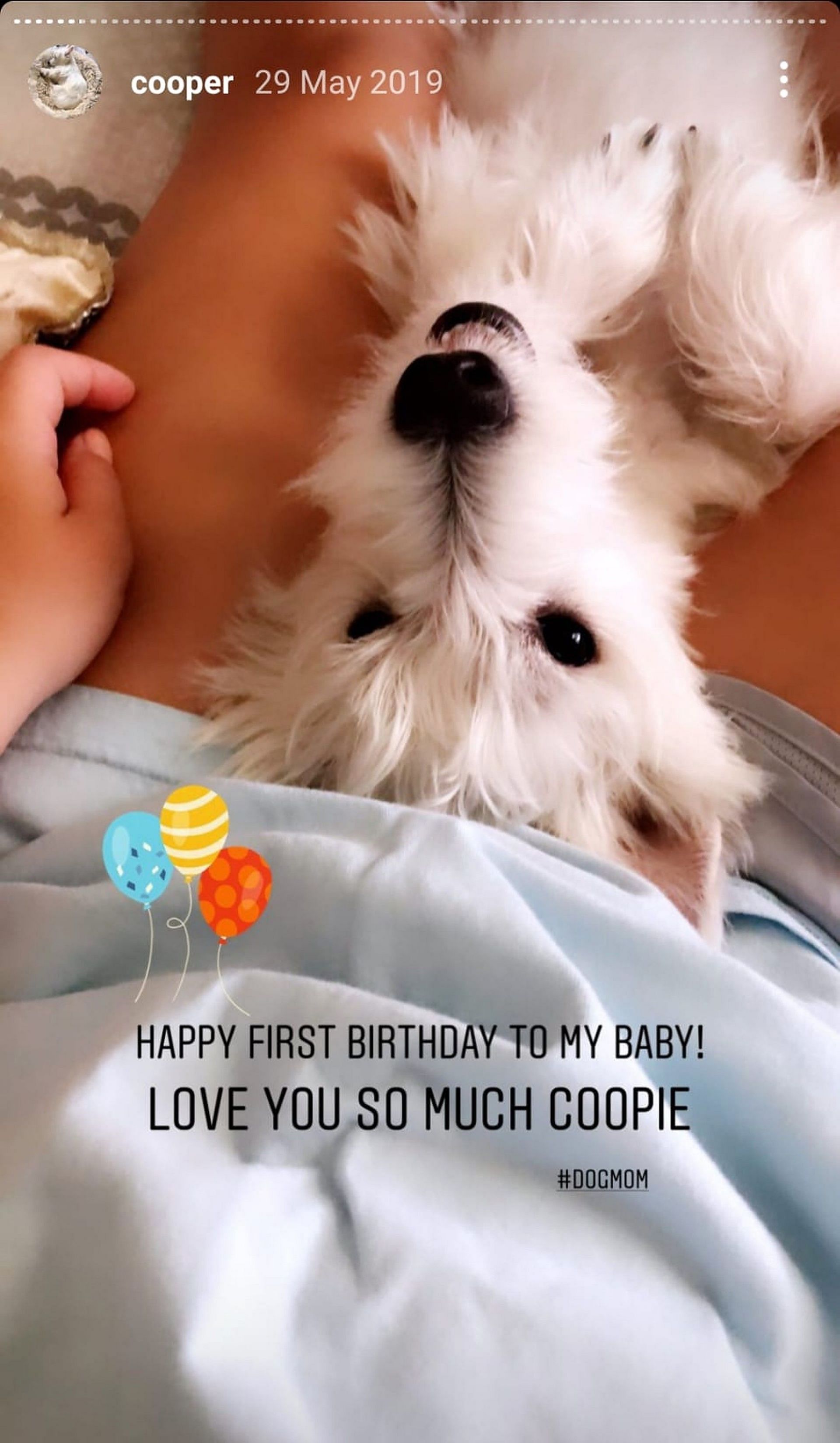 Savannah Hodges&#039;s dog Copper Kennedy (Image via Instagram/@srhodges_2)