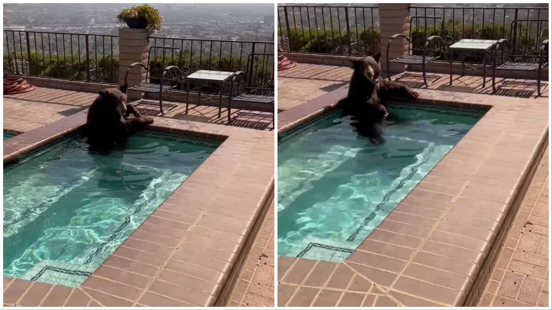 A bear was spotted chilling in a California swimming pool (Image via Facebook/Burbank Police Department)