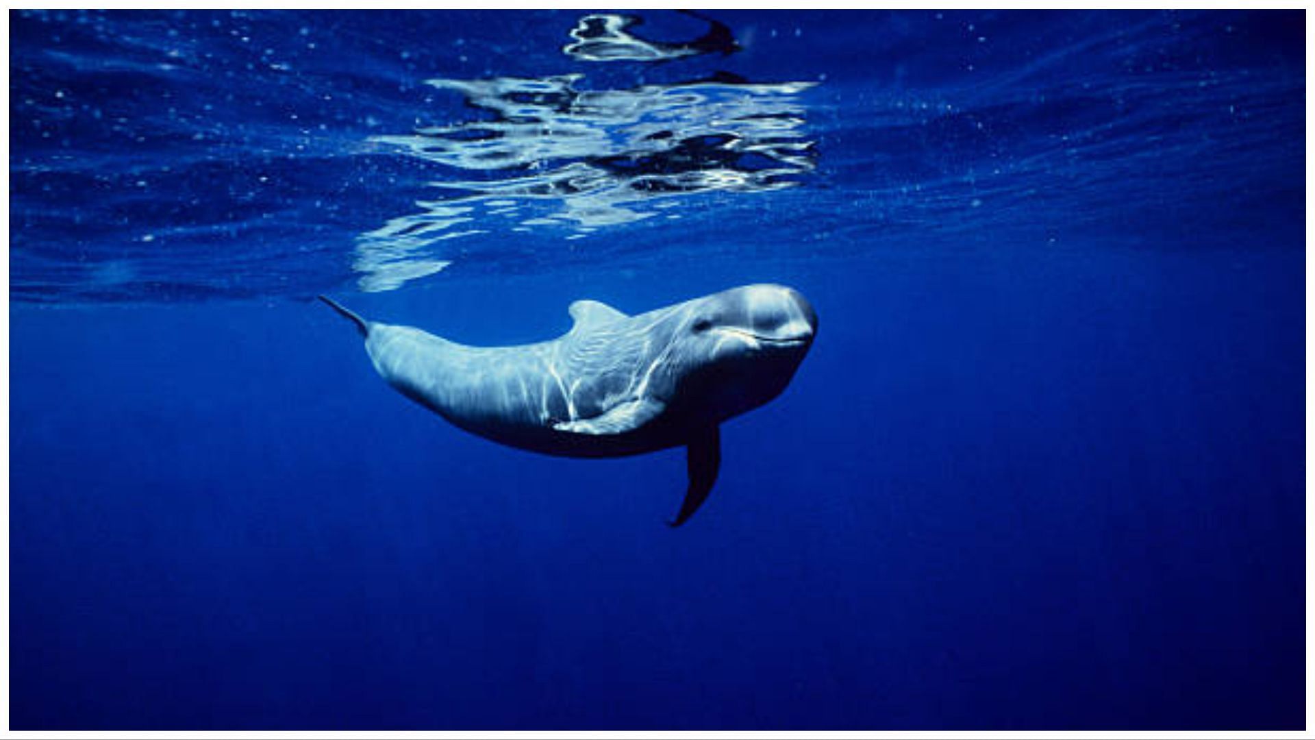 These whales are actually dolphins (Image via Getty Images)