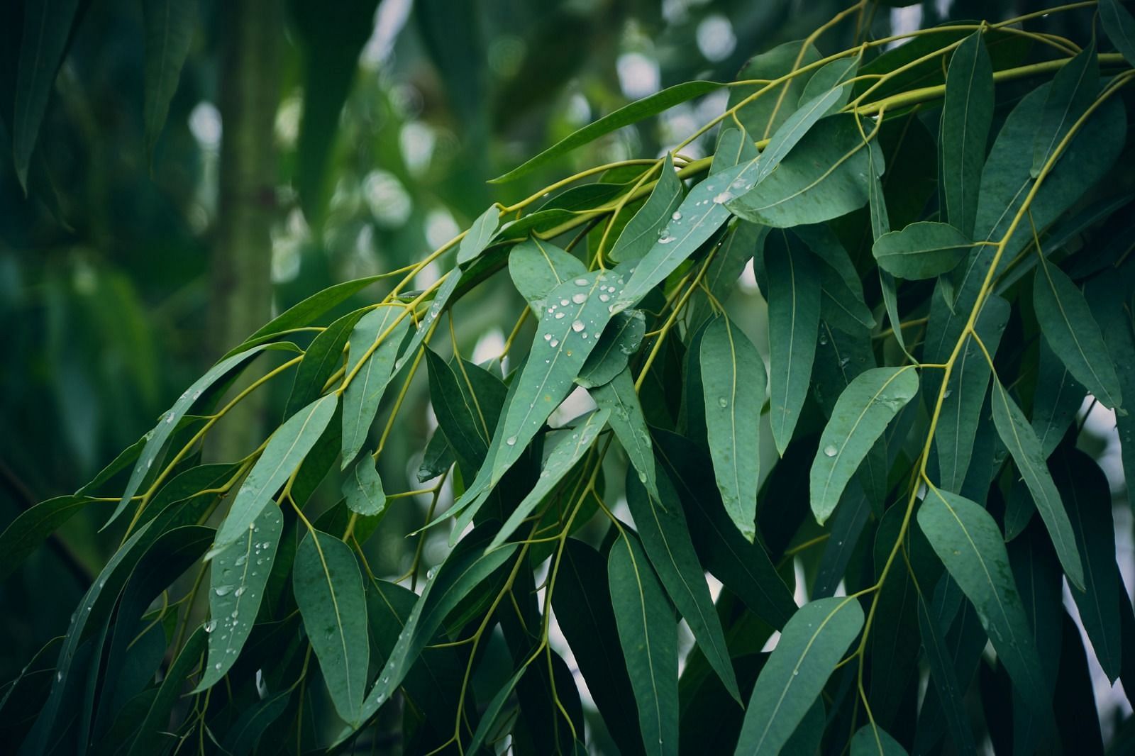 Eucalyptus leaves (Image via Getty Images)