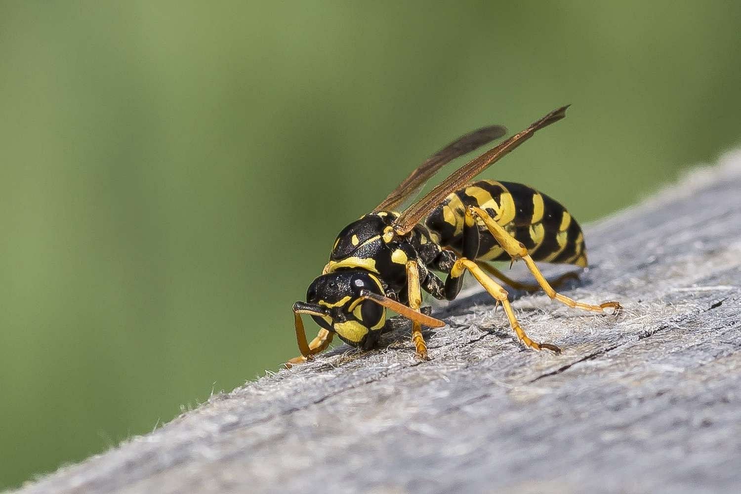 Wasp (Image via Getty Images)