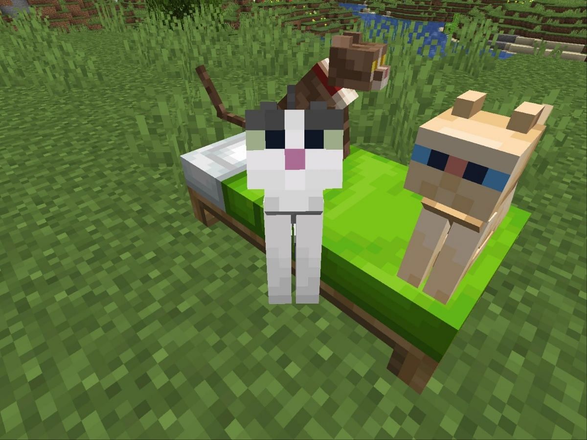 An adorable cat (Image via Mojang Studios)